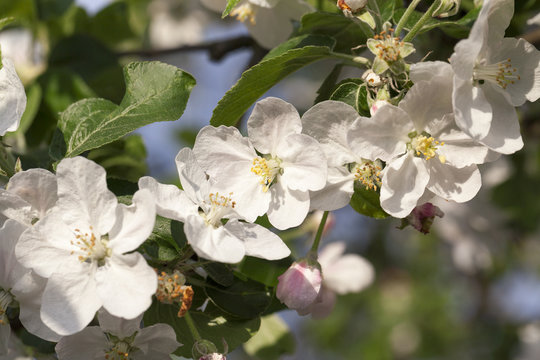 White apple flowers in May