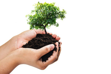 soil in hands , Hands dirty with clay with tree on white background