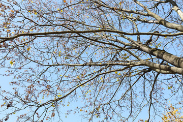 the leaves on the trees