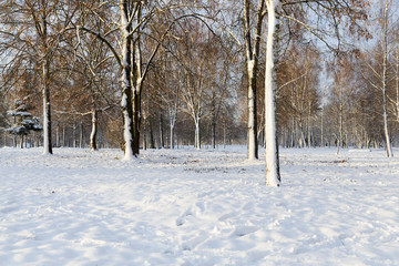 trees in winter forest