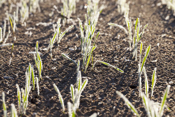 agricultural plants, frost