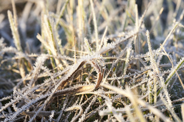 green grass in the frost