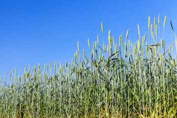 Field with cereal
