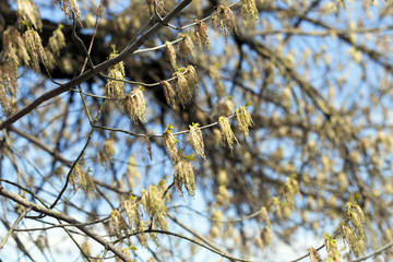 flowering maple tree