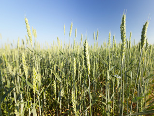 immature green grass
