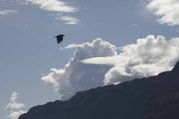 Raven with Mountains and Clouds