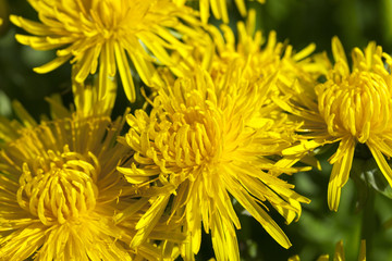 yellow dandelions in spring