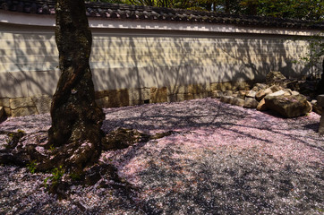散桜　京都
petals of cherry blossom, Japan