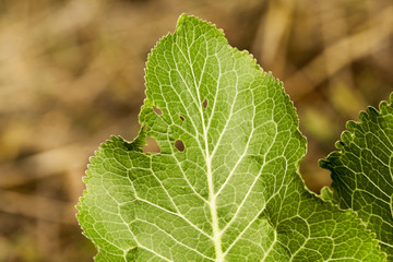 green leaves of horseradish