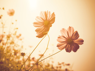 Close up image of soft focus cosmos flower on vintage sepia tone background