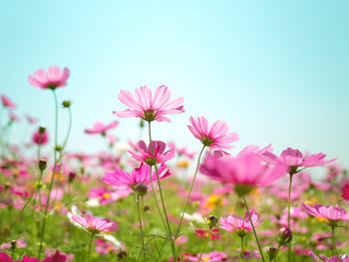Obraz na płótnie Canvas Pink cosmos (bipinnatus) flowers against the bright blue sky. Cosmos is also known as Cosmos sulphureus, Selective Focus