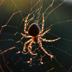 Back lit spider sitting on web