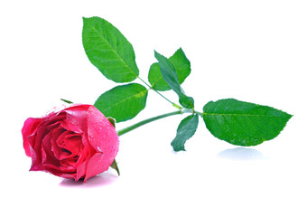 rose flower on white background