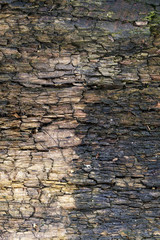 split the old tree