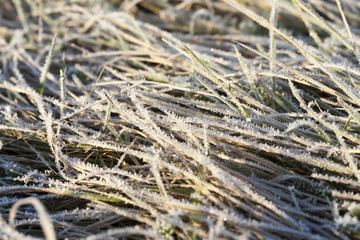 green grass in the frost