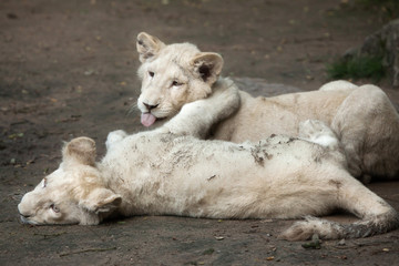 White lion (Panthera leo krugeri).