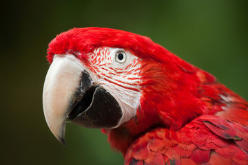 Naklejka premium Green-winged macaw (Ara chloropterus)