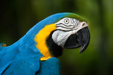 Blue-and-yellow macaw (Ara ararauna)
