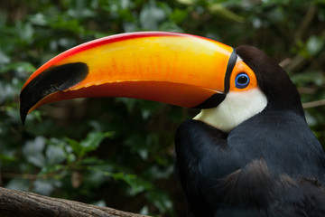 Toco toucan (Ramphastos toco)