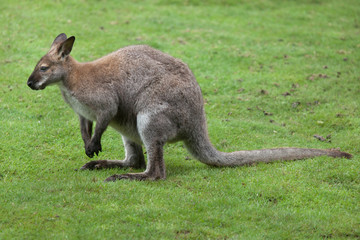 Red-necked wallaby (Macropus rufogriseus) © Vladimir Wrangel