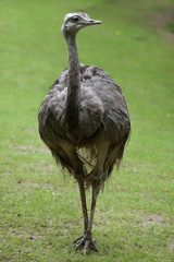Greater rhea (Rhea americana)