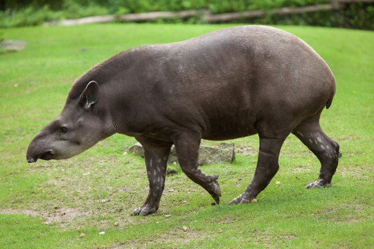 South American tapir (Tapirus terrestris)