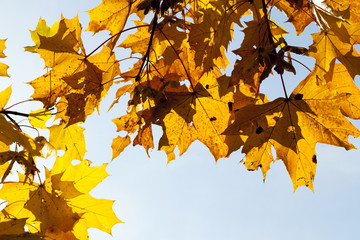 Fototapeta na wymiar yellowed maple trees in the fall