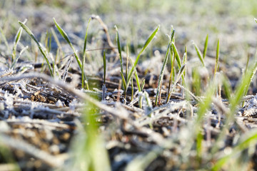 green wheat in frost, close-up