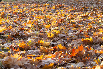 The fallen maple leaves