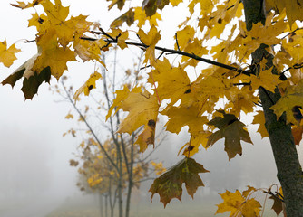 maple leaves, close-up