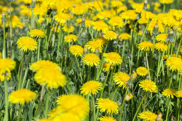 Fototapeta premium yellow dandelions in spring
