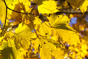 yellowed maple trees in autumn