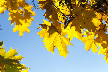 yellowed maple trees in the fall
