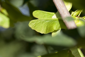 green maple seeds