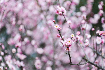 Fototapeta na wymiar Pink sakura flower in the garden