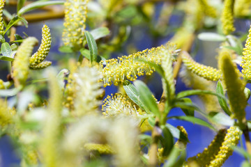 Photo Willow blossom