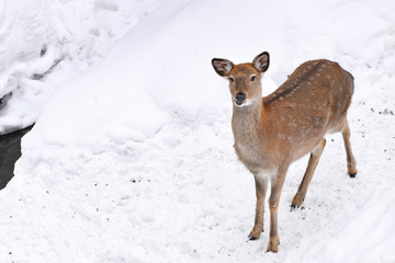 Obraz premium Wild deer in the snow filed