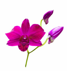 Fototapeta na wymiar Red orchid flower
