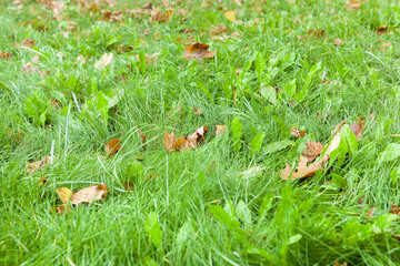 fallen leaves on the ground