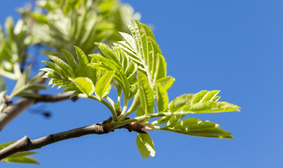 green leaves of mountain ash