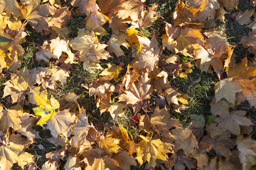 The fallen maple leaves