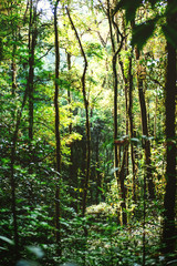 Crowded trees in the wood, tropical rain forest