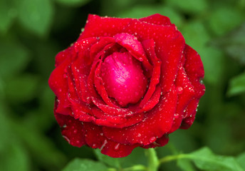 Red rose and dewdrop in green leaves background
