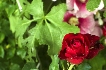 Red rose and dewdrop in green leaves background