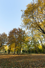 trees in autumn, close-up
