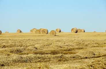 Fototapeta premium stack of straw in the field
