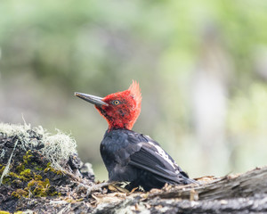 Magellanic Woodpecker, Los Glaciares National Park, El Chalten, Argentina