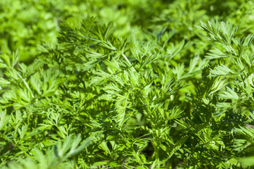 green parsley in a field