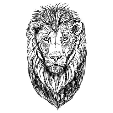 Hand drawn sketch of lion head. Vector illustration.