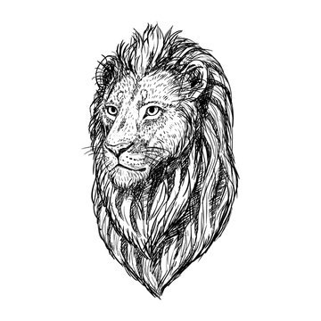 Hand drawn sketch of lion head. Vector illustration.